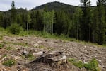 The stump of a large tree among debris, or “slash,” from a five-year-old logging unit in an area of the Northern Cascades.