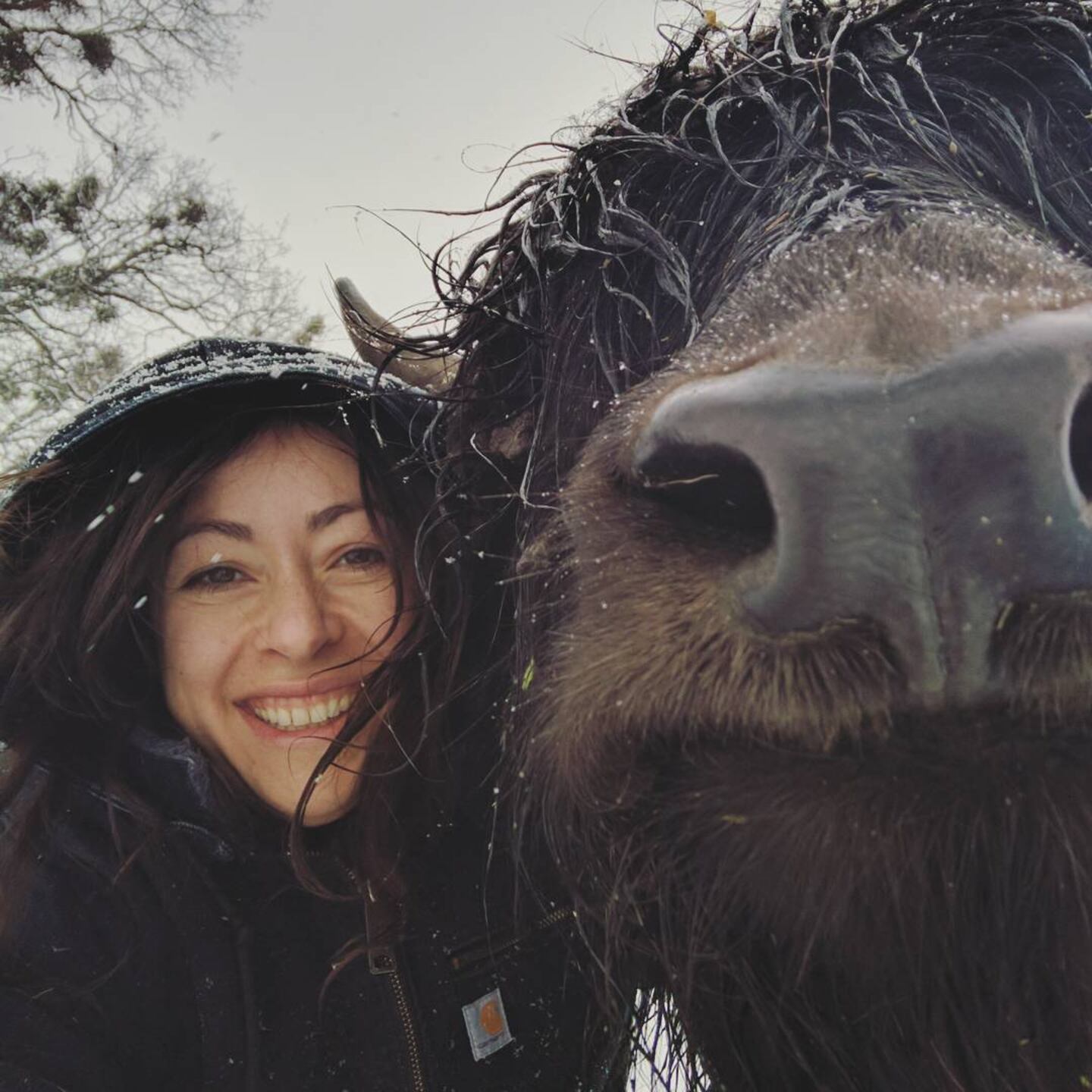 REBROADCAST: Southern Oregon yak rancher expands her business with the help  of a USDA grant - OPB