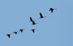 Geese fly over the Willamette River in West Linn, Ore., July 17, 2025. This year, there has been a reported decrease in migrating birds across the state. 
