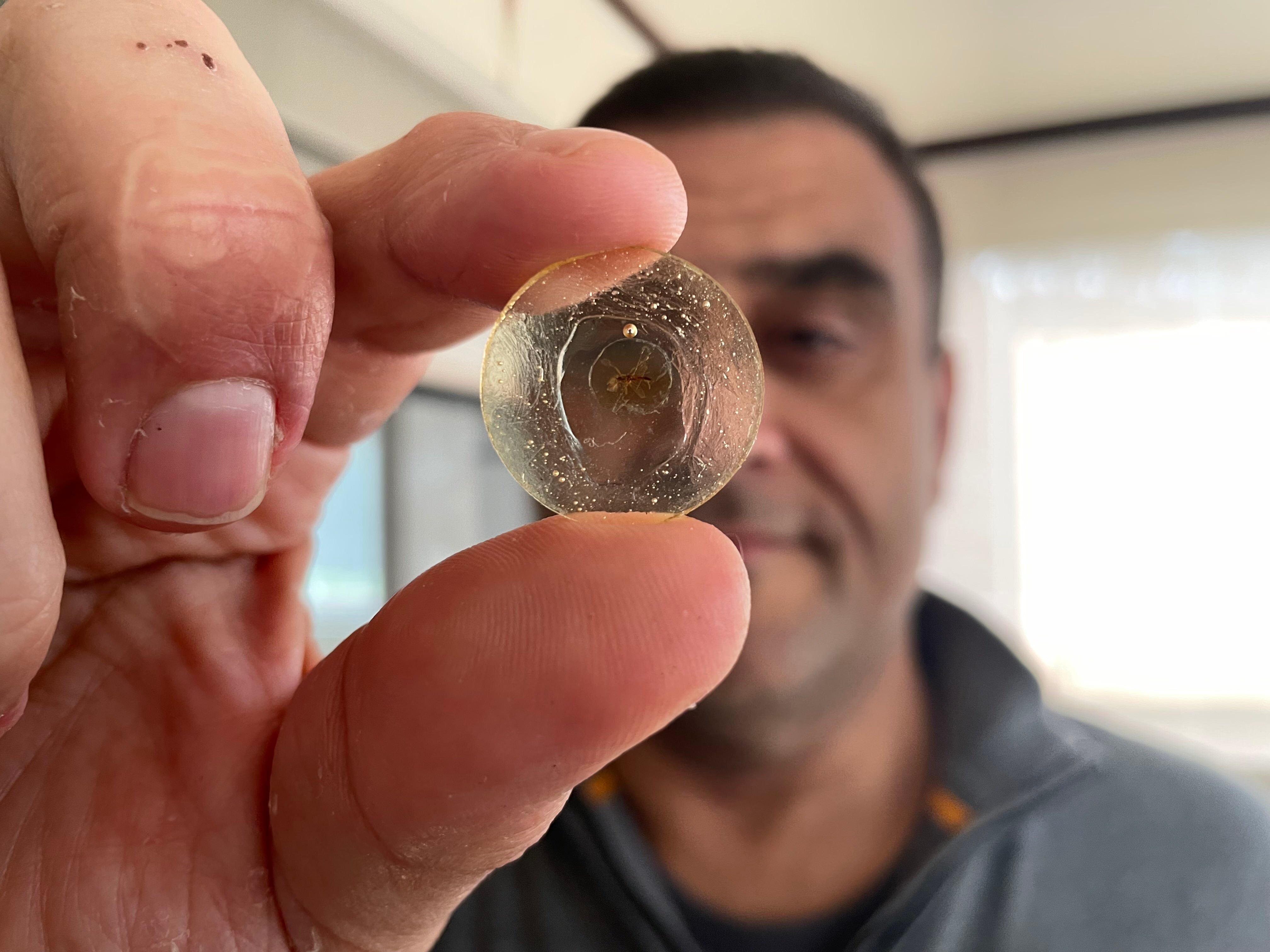 Paleontologist Dany Azar holds up one of his treasures that he discovered in Lebanon in a piece of amber from the early Cretaceous: The oldest mosquito ever found. 
