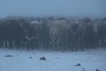 Cattle at Malheur National Wildlife Refuge wait out the fog of a cold, winter morning January 11, 2016. The refuge is closed due to a takeover by opposition claiming ranchers are losing their rights to the land. 