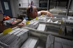 FILE - Election worker Wendy Wimer looks through vote-by-mail ballots for the presidential primary election, March 12, 2024, at the Clark County Elections Office in Vancouver, Wash.