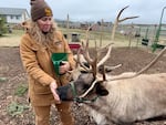 Tanya Clarke feeds oats and barley from her hand. "Reindeer kisses," she calls it.