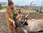 Tanya Clarke feeds oats and barley from her hand. "Reindeer kisses," she calls it.