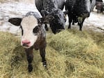 Ranchers struggle to keep enough fresh hay and bedding down for new calves and their mothers during the recent blizzards across southeast Oregon and much of the West. 