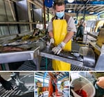 Top: Salmon at the Carson hatchery are moved toward a guillotine during the process of harvesting their sperm and eggs, which will be used to breed more than a million baby fish. Bottom, left to right: Fish are sorted by sex and tagged to track their DNA. Then the eggs are removed and fertilized with sperm. 
