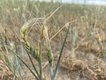 Wheat show with a backdrop of dry desert landscape.