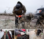 From top, clockwise: Tim Curley puts booties on one of his dogs; two of McCracken's dogs drink water; McCracken puts a harness on one of his dogs; harnesses hang from McCracken's dog box.