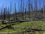 grasses and forbs grow between burnt tree skeletons