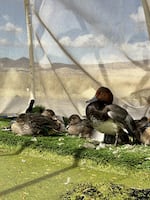 Ducks recover together in outdoor "sun pens" until they are able to fly.