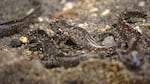 Three salamanders and the tail of a fourth are visible on a sandy surface.