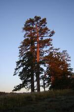 An ancient Ponderosa pine at sunrise. Researcher Erika Wise said some of the ponderosa pine trees dated back to the 1400s.