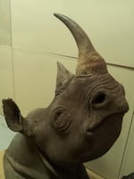 A rhino head confiscated by wildlife enforcement officers. Under Oregon's Measure 100 the buying and selling of such items would be banned by state law. 