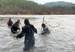 Karuk Tribe fisheries program manager Toz Soto, right, and three fisheries technicians net threatened coho salmon and other fish in the Klamath River in December 2023 to relocate them.