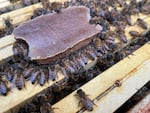 Honey bees chew on a new food product that meets all of their nutritional needs. The product was developed in part by scientists at Washington State University.