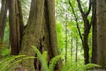 Large trunks of trees surrounded by ferns
