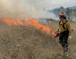 Ryan Reed wearing firefighter hear and setting fire to a grassland using a drip torch.