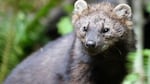 The U.S. Fish and Wildlife Service has proposed listing the fisher as "threatened" under the Endangered Species Act. Its populations were first damaged by trapping and logging, and now face a threat from rat poison used by illegal marijuana farms.
