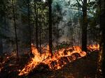 A prescribed fire burns during a wildland firefighter training June 9, in Hazel Green, Ala.