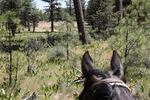 A saddle horse focuses on a band of free-roaming horses on the Warm Springs Reservation, June 22, 2019. 