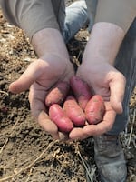 Two hands hold five fingerling potatoes.