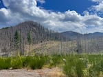 In the Santiam Canyon, pictured here, vast stretches of burned trees cover the hillsides. The Beachie Creek fire devastated this area in 2020, destroying large areas of forest, as well as homes and local businesses.