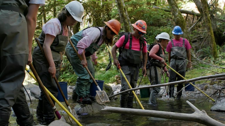 A field crew with electrofishers fans out across Cook Creek in July. They're hoping to get an accurate count of the fish and other creatures to help scientists understand how wildfire effects stream ecosystems.