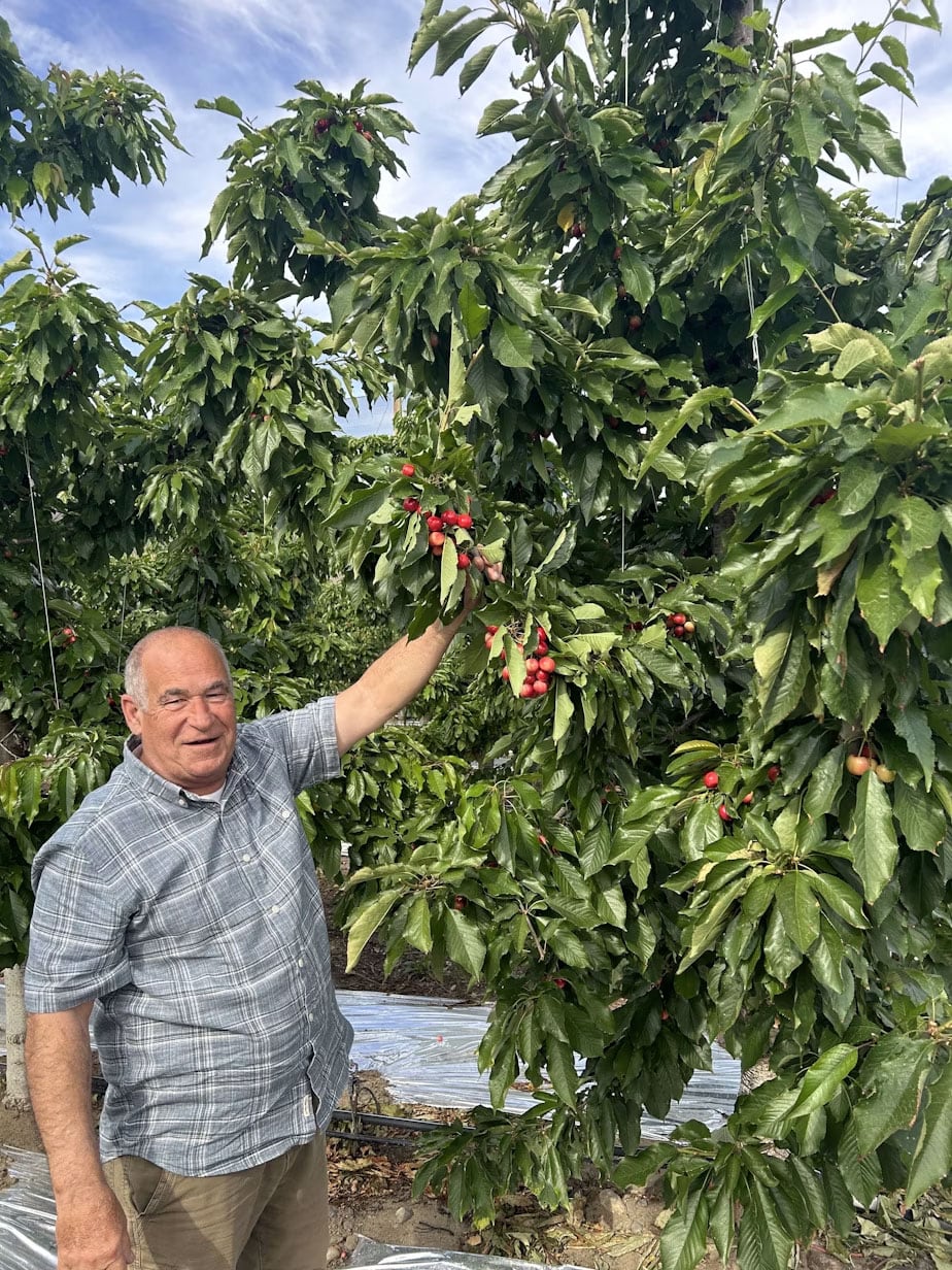 Jon Folden, regional orchard manager for Blue Bird, shows off the 2025 cherry crop.