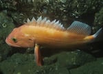 The brightly-colored yelloweye rockfish is one of the slowest-growing species off Oregon's shores.