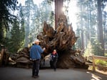 Sequoia National Park was created in 1890 to protect the mammoth trees for the public. Along with Kings Canyon National Park, the two parks are home to about 40% of all sequoias.