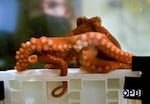 An octopus named Lizbeth explores a puzzle box in an experimental tank where scientist Dominic Sivitilli is studying how she uses the suckers on her arms to process information. 