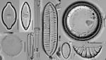Diatoms are unicellular algae with tough exteriors made of silica. These diatoms were found in core samples collected on the Oregon coast.