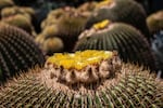 Barrel cactuses bloom The Huntington gardens in San Marino, Calif.