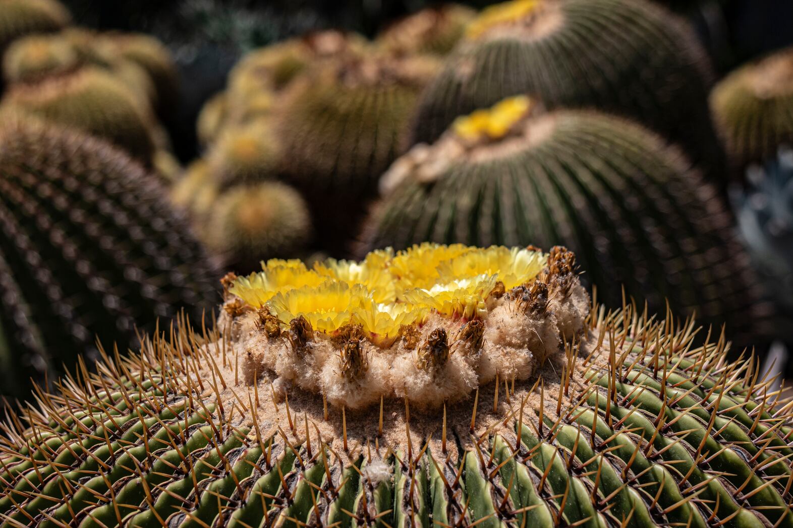 The endangered cactus behind Mexico's sweet secret - OPB