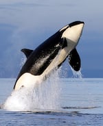 An endangered southern resident female orca leaps from the water while breaching in Puget Sound, west of Seattle, in this Jan. 18, 2014 file photo.