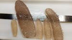 Pyrosomes collected off the Oregon coast range in size from a few inches to more than two feet long.