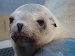 Superstition, a California sea lion, was brought to the Marine Mammal Center. Veterinarians suspected she had cancer, which was confirmed with a radiograph and ultrasound. She died just days after her rescue.