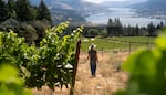 Julia Bailey walks the vineyards of Loop de Loop Winery in Underwood, Wash., on July 14, 2026. There are about three dozen female wine producers, growers and winery owners in the Columbia River Gorge, a region well known for its stunning views but not as famous for its wine as the Willamette Valley.