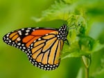 The monarch butterfly species is one of thousands which states have flagged for conservation, but have limited resources to support.