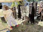 A few days before the Oregon Country Fair this year, Jeanne Howell was extracting yellow jackets from a nearby campsite.