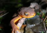 The Crater Lake newt, or Mazama newt, pictured here, is endemic to Crater Lake in southern Oregon. The population has plummeted in recent decades due to predation from crayfish that were first introduced in the late 1800s, and whose numbers have exploded as the lake’s temperature rises due to climate change.