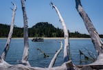 Dead tree branches extend into the water as attendees get a boat tour of the Salmon River estuary during the 50th anniversary celebration of the Cascade Head Biosphere Region outside of Otis, Ore., on July 18, 2026.