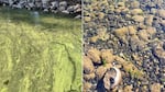 Left: planktonic algae blooms in Lacamas Lake, Oct. 10, 2022, in an image provided by Clark County. Right: benthic algae mats, in an image provided by Benton-Franklin Health District. Clark County first learned of benthic algae mats in October 2024, when a dog’s death was attributed to cyanotoxin poisoning.
