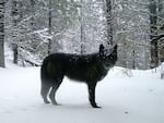 A wolf of the Wenaha Pack captured on a remote camera on U.S. Forest Service land in northern Wallowa County.