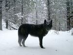 A wolf of the Wenaha Pack captured on a remote camera on U.S. Forest Service land in northern Wallowa County.