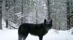 A wolf of the Wenaha Pack captured on a remote camera on U.S. Forest Service land in northern Wallowa County.
