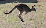 FILE - A grey kangaroo hops along a hill side in the Wombeyan Karst Conservation Reserve near Taralga, southwest of Sydney, Australia, Aug. 18, 2016.