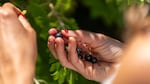 At this harvest from a private residents, volunteers picked blackcurrants, seen here, as well as plums and figs.