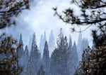 Young giant sequoia trees are seen during a prescribed pile burning on Feb. 19 in Sequoia National Forest. Researchers say 20% of Sierra Nevada conifers are a mismatch with their climate.