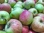 Nearly 40 kinds of Woodburn, Oregon, homestead apples are used to make unpasteurized juice. These Jonagolds are harvested fairly early, along with the "crisps" varietals.